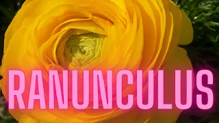 Time-lapse of Flower Blooming  Ranunculus