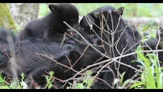 Nursing bear cubs IMG 2201