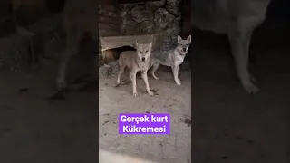 BOZ KURT SESİ - Kükrüyor 😂