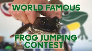 World Famous Frog Jumping Contest