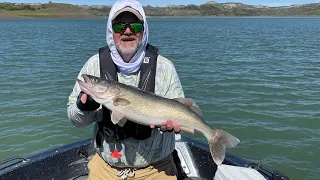 Big Walleye!  Hell Creek June 22, 2022