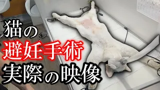 猫の避妊手術映像【鎮静から目を覚ますまで】