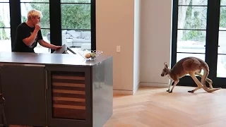 FIGHTING OFF WILD KANGAROO THAT BROKE INTO OUR HOUSE (real footage)