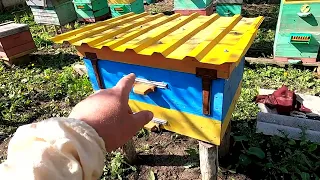 Ловля роїв в пусті вулики на пасіці  Бджільництво 2022