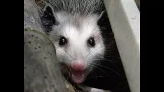 Opossum making a nightly visit