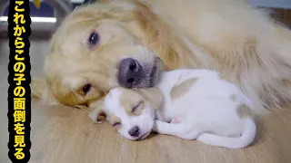 ゴールデンレトリバーを自分の母親だと思っている野良犬の子犬・何て幸せな世界(*´︶`*)♡