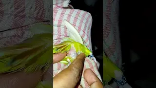 Love bird parrot egg binding  how to treatment