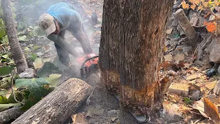 Cut old teak trees, Stihl ms660 & Husqvarna 395xp chainsaw.