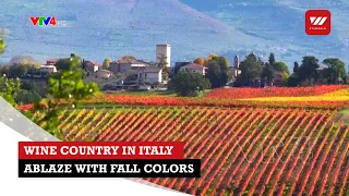 Wine country in Italy Ablaze with fall colors | VTV World