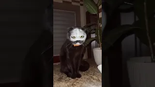 This Cat Decided to sneeze in a Bowl of Flour