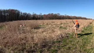 Golden pheasant loads sends rooster to golden heaven