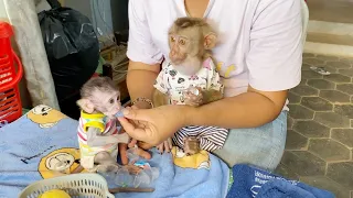 Tiny Baby Shiba Very Delicious Join Eating Jelly With Brother DAM