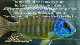 Tips On Setting Up A New Fresh Water Aquarium | African Cichlids