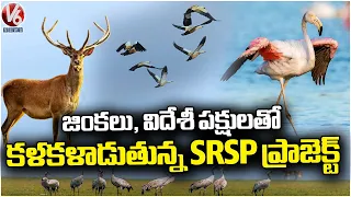 Ground Report: Deers & Migrant Birds Wandering At SRSP Backwater Area | V6 News