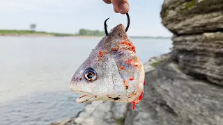 GIANT Fish in a TINY Creek!!! (The Hunt For A 100lb Catfish)