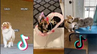 Best tiktok Australian Shepherd funny videos 2022