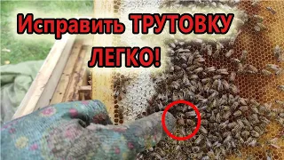 Как исправить семью-трутовку БЕЗ "заморочек"?