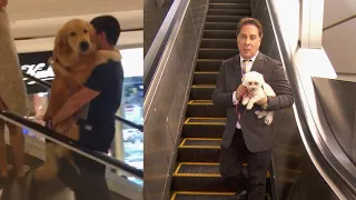 The Dangers of Dogs on Escalators