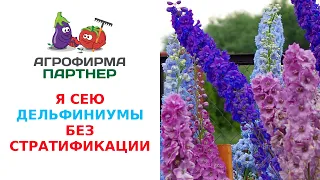 Я СЕЮ ДЕЛЬФИНИУМЫ БЕЗ СТРАТИФИКАЦИИ