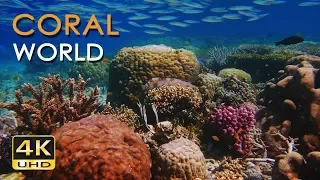 4K Coral World - Tropical Reef Fish - Relaxing Underwater Ocean Video & Sounds - No Loop - Ultra HD