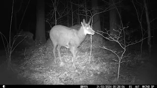 Chamois in search 👀 of food 🍲  - Gämse auf Nahrungssuche