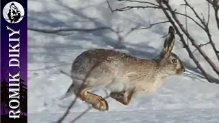 ОХОТА на зайца. Снег. Начало зимы 2019г.