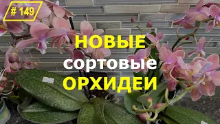 # 149 Нежданно-негаданно самая плачевная партия купленных сортовых орхидей #ОрхидеиИзПосылки