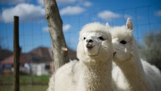 Alpaca heaven: The cutest, kindest, most beautiful cuddling alpacas in the world!