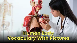 Human Body Vocabulary With Pictures l English For Healthcare Course l Training Express
