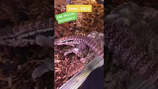 Watch Our Tegu Grow With Her Enclosure! 😍