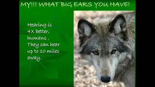 The Wolves of Bays Mountain - 2021 Virtual Wilderness Wildlife Week