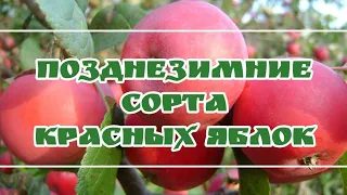 ТОП 5. Лежких красных сортов яблок🍎