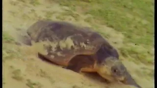 CH4 Out of Africa - Leatherbacks & Loggerheads (Sean Barrett) (Oct 1997)