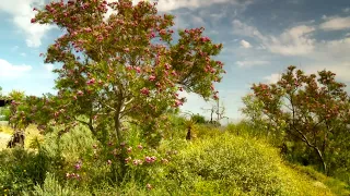 Desert Trees