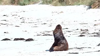 Sea-lion at Aramoana sand spit - Dunedin, New Zealand