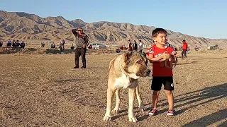 Турнир Тест Испытаний обзор собак Туркменский Волкодав Turkmen alabay
