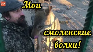 "Вожак". Дима Самойлов : моя история и мои волки.