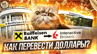 Как перевести доллары из Райфайзен банка в Interactive Brokers? Пошаговая инструкция.