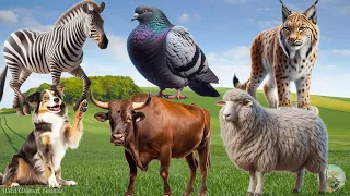 Cute Little Animals: Pigeon, Zebra, Dog, Sheep, Cougar and Buffalo | Lovely Animal Sounds