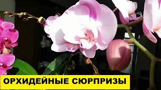 КАМЕННАЯ РОЗА - ДОМАШНЕЕ ЦВЕТЕНИЕ...ОРХИДЕЙНЫЕ СЮРПРИЗЫ