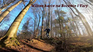 Wilcze harce na  Borówie i Yary