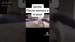 танцующий кот