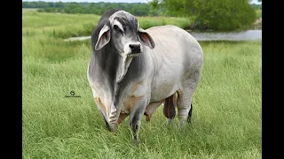 POLLED POWERHOUSE Gray Brahman Herdsire 2021 Texas Edition - MORENO MR. POLLED KYROS 571
