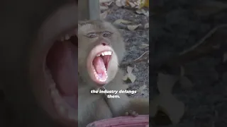 Monkey’s Teeth Ripped Out for Thai Coconuts