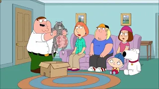 Family Guy Pregnant Cat