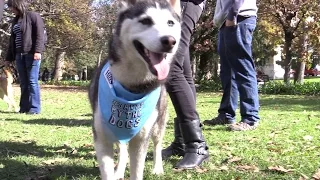 PUPPIES! These dogs will warm your heart