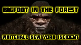 BIGFOOT IN THE FOREST - WHITEHALL NEW YORK INCIDENT