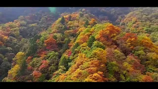 A glimpse of Shennongjia National Park in China's Hubei