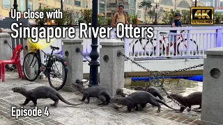 Up close with Singapore River Otters (episode 4) | Singapore