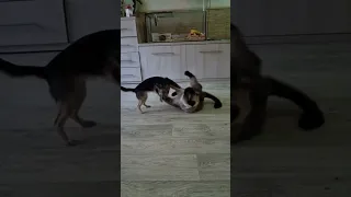 садо-мазо отношения с котом